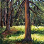 “St. Joseph Island Cedars”; image size 7 x 10 1/4” price: $250.00
